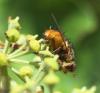 Tachina fera